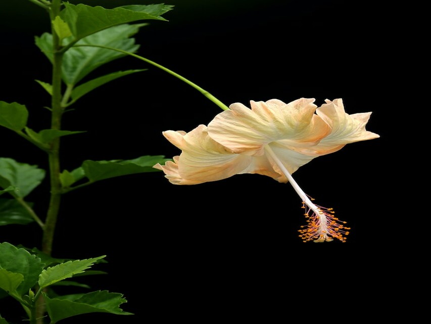 Photography : Hibiscus Plant : गुड़हल की विभिन्न प्रजातियां और उनके नाम 