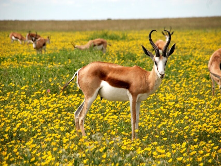 Travel : Wildlife Adventure : जानिए दुनिया की सबसे अच्छी जंगल सफारी लिए 10 सर्वश्रेष्ठ देश 