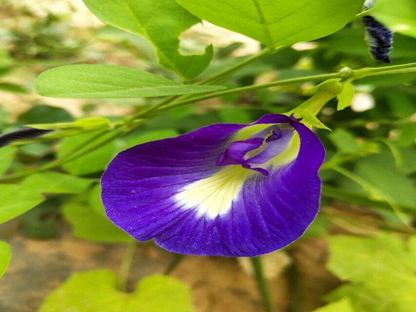 Education : Aparajita Flower Benefits : अपराजिता पुष्प के फायदें और महत्त्व 